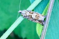 Zeiraphera isertana