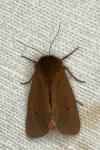 Phragmatobia fuliginosa