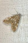 Elophila nymphaeata