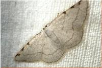 Stegania trimaculata
