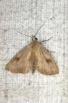 Rivula sericealis