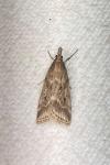 Eudonia pallida
