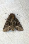 Oligia latruncula
