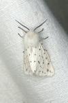 Spilosoma lubricipeda