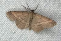 Scopula rubiginata