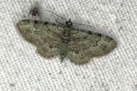 Pasiphila rectangulata