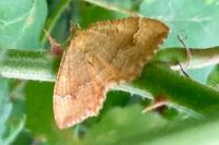 Camptogramma bilineata