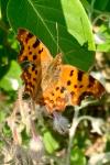 Polygonia c-album