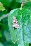 Celypha lacunana