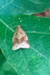 Archips rosana