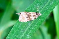 Orthotaenia undulana