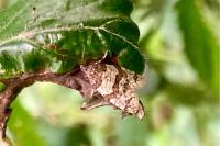 Isotrias rectifasciana