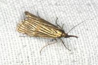 Chrysocrambus linetella
