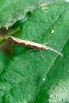 Plutella xylostella