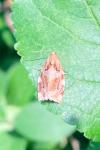 Archips xylosteana