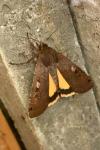 Noctua pronuba