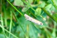 Homoeosoma sinuella