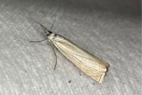 Chrysoteuchia culmella