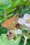 Ochlodes sylvanus