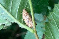 Archips xylosteana