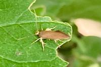 Crassa unitella
