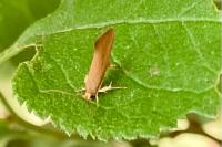 Crassa unitella