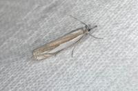 Crambus pascuella