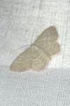 Scopula immutata