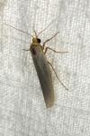 Eilema caniola
