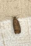 Cydia pomonella