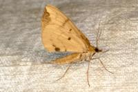 Gandaritis pyraliata