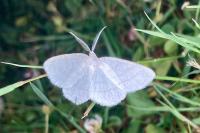 Cabera pusaria