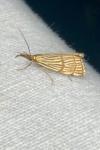 Chrysocrambus linetella