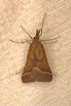 Synaphe punctalis