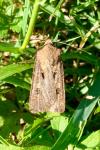 Agrotis exclamationis