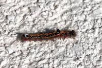 Acronicta tridens