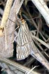 Chrysocrambus linetella