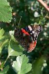 Vanessa atalanta