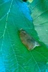 Archips rosana