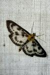 Anania hortulata