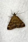 Pyrausta despicata