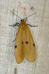 Lithosia quadra