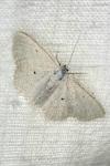 Scopula immutata
