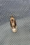 Hedya nubiferana