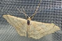 Idaea aversata