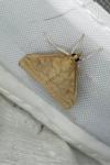 Ostrinia nubilalis