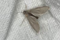 Acentria ephemerella