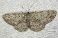 Hypomecis punctinalis