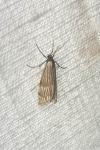 Chrysocrambus linetella