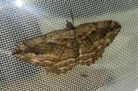 Philereme transversata